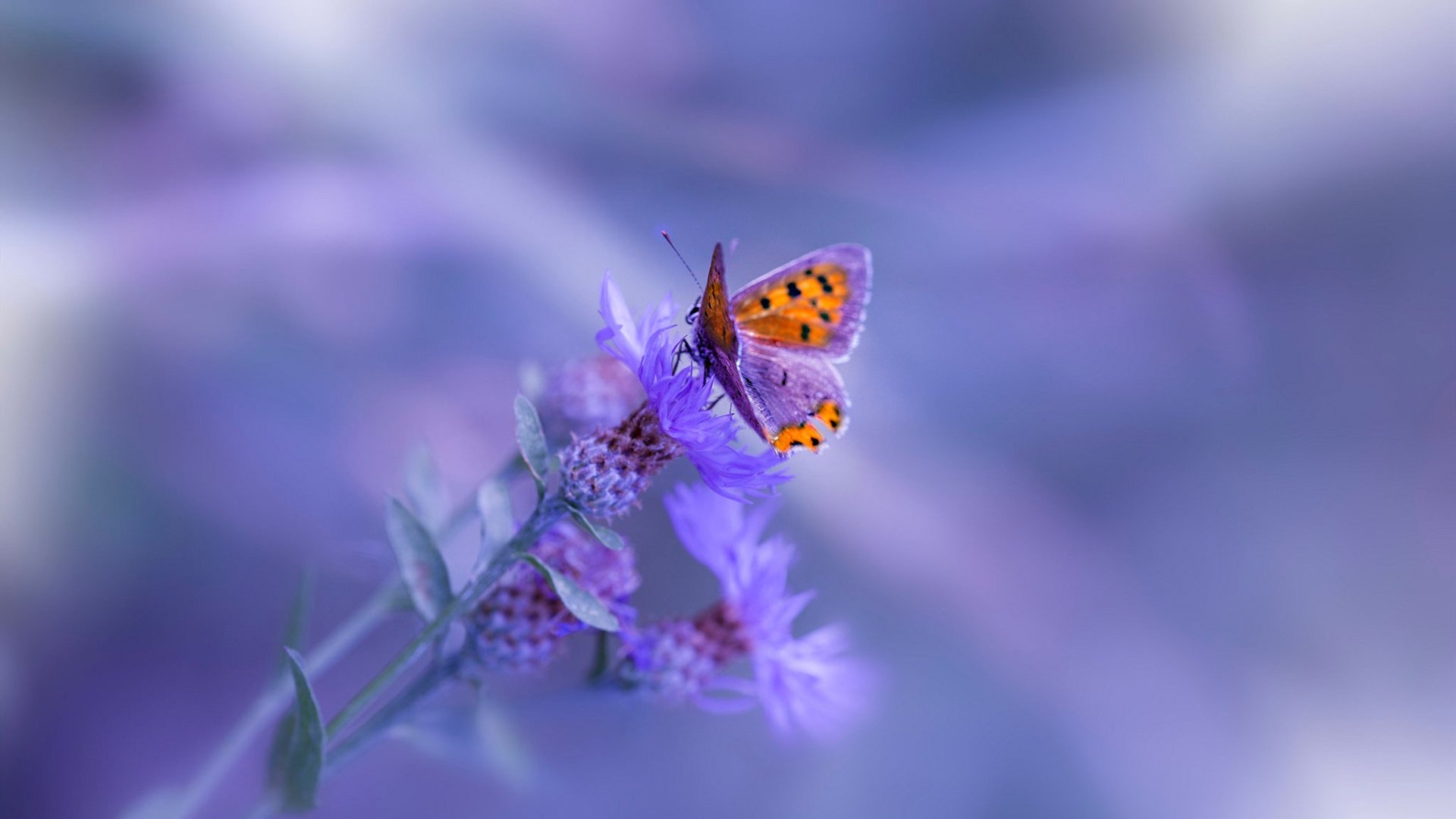 篮网粉碎爵士！班凯罗连续得分狂飙，单骑救主拉开巨大差距