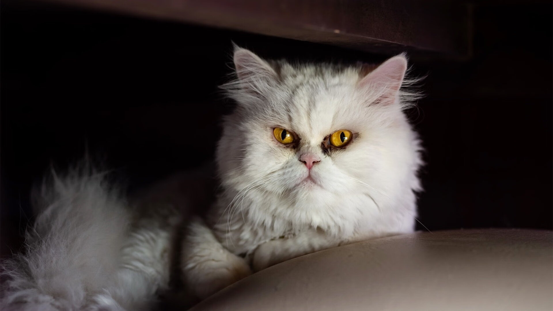 皮克一夫当关！阿森纳防线化身叹息之墙，哥斯达黎加前锋集体梦游